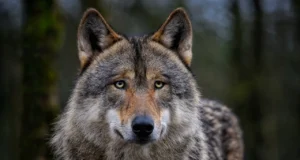 Jahimehed on hundiründeteateid saanud ka suvel