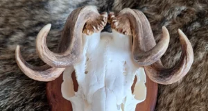 Jahitrofeede näitus Saaremaal