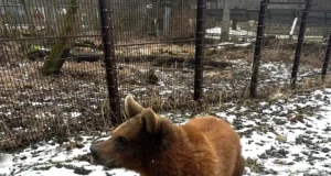 RMK: Elistvere loomapargi külastajaid rõõmustab vahva karutüdruk