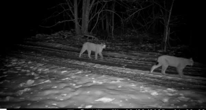 VIDEO: Haanja looduspargis jäi rajakaamerasse ilvesepere