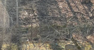 VIDEO: Sokud ristasid sarvi jahimeeste aias