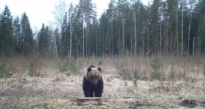 Paljud mesinikud on bürokraatia tõttu loobunud karukahjudest teatamisest