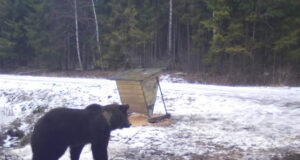 Karud ärkavad taliuinakust