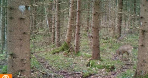 VIDEO: Metskitse pere on talve üle elanud