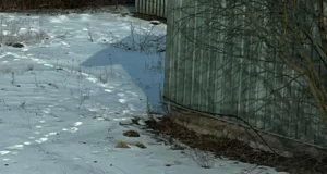 Kärntõves ilves leiti kuuri eest surnuna