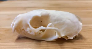 Kevadine jahitrofeede mõõtmine