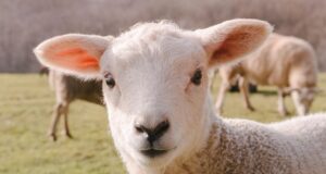 Suu- ja sõrataudi infopäev