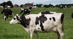 Ekspressi podcast uuris kuidas suu- ja sõrataudiks valmis ollakse