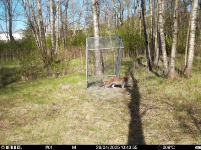 ilves loomaaia territooriumil