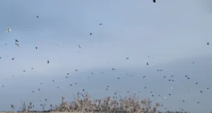 Keskkonnaamet lubab kormoranide arvukuse ohjamist