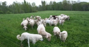 Keskkonnaamet hüvitab kiskjakahjud ja ennetustööde kulutused