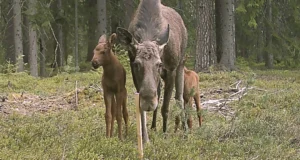 Keskkonnaagentuur avaldas 2024/2025 jahiaasta küttimisandmed