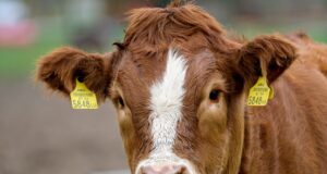 Balti riigid rõhutavad suu- ja sõrataudi ennetuseks 48 tunni reeglit farmikülastustele