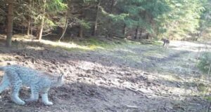 Vändra jahipiirkonnas kohtusid kaks tippkiskjat