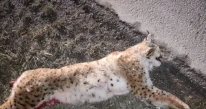 Koigi lähistel hukkus avariis ilves