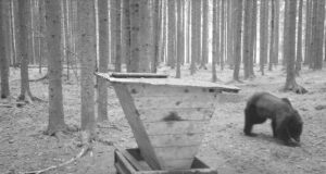 Värskas liigub ringi kärntõve tunnustega karu