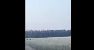 VIDEO: Teed ületavad karud pälvisid liiklejate tähelepanu