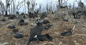 Ornitoloogiaühing käivitas kormoranide veebikaamera