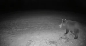 VIDEO: Karu pidas Viljandimaal seajahti