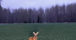 Lääne-Virumaal märgati põdravasikat