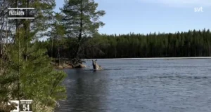 Rootsi põdraränne vallutab maailma