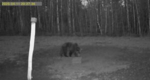Saaremaa karu jäi rajakaamerasse
