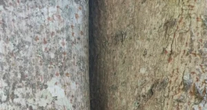 Saaremaal leiti puusse kasvanud sarved