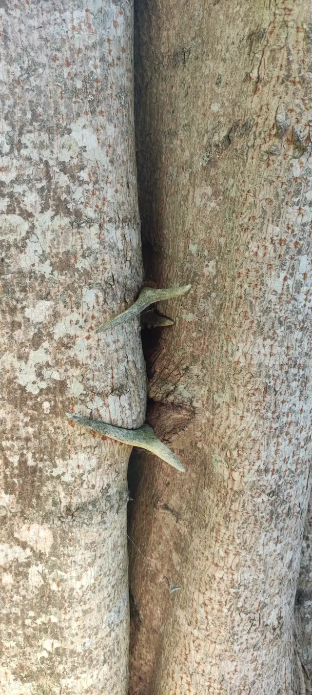 saaremaa sokud puusse kasvand-2