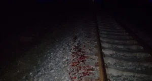 Karu hukkus rongiga kokkupõrkes