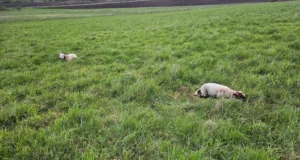 Tartumaal tegid hundid kevade kohta harukordselt suure murdmise