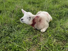 Tartu külje all murti pea 50 lammast