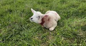 Tartu külje all murti pea 50 lammast