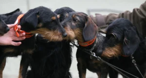 EJS kutsub entusiaste jahikoerte huvigrupiga liituma