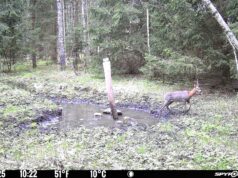 Piltuudis: Karvavahetus juba käib