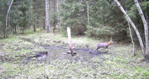 Piltuudis: Karvavahetus juba käib