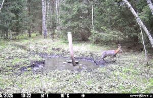 Piltuudis: Karvavahetus juba käib