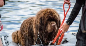 Selgunud on jahikoerte päeva ajakava