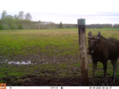 Kutsume jahimehi täitma põdra küsitluslehte!