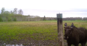 Kutsume jahimehi täitma põdra küsitluslehte!