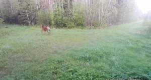 Hunt jälitas Võnnus punahirve