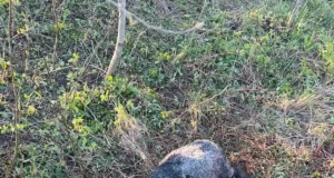 Hundid murdsid Pärnumaal kuraditosina lammast