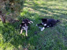 Müüa ida-siberi laika kutsikas