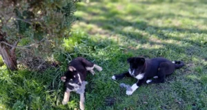 Müüa ida-siberi laika kutsikas