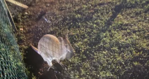 Mati Kaal: ilmselt saab põgenenud känguru meie kliimas ilusti hakkama