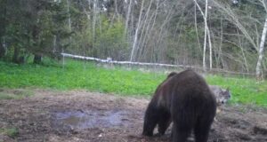 Rajakaamera tabas karu ja hundi pineva pilguvahetuse