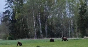Karupere käis taluhoovis maiustamas