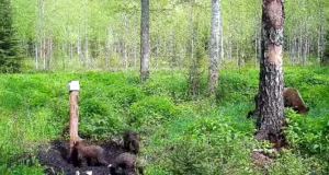 Tammistu metsades jäädvustas kaamerasilm karupere!