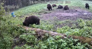 Eesti pruunkaru arvukus kasvab – ekspertide sõnul on aeg õppida nendega koos elama