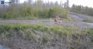 VIDEO: Rajakaamera tabas Läänemaal hundi jahtimas põdravasikat