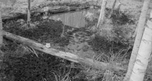 Lätis püüti kinni esimene pesukaru